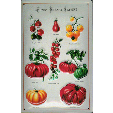 Ernst Benary-Tomatoes 1 -(20 x 30cm)