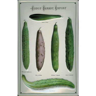 Ernst Benary - Cucumbers -(20 x 30cm)
