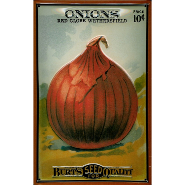 Burt's Onions  -(20 x 30cm)