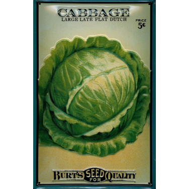 Burt's Cabbage-(20 x 30cm)